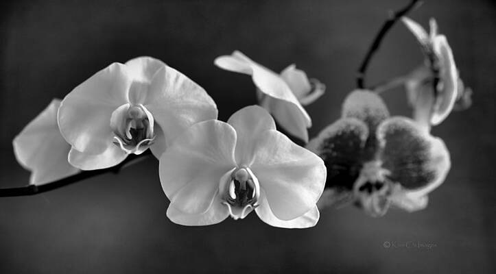 Orchids in Black and White by Kae Cheatham Orchids in Black and White by Kae Cheatham