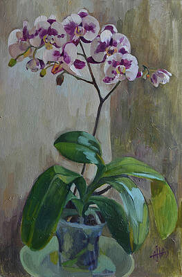 Orchis 2 by Arina Norloguyanova Orchis 2 by Arina Norloguyanova