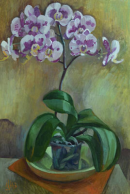 Orchis by Arina Norloguyanova Orchis by Arina Norloguyanova