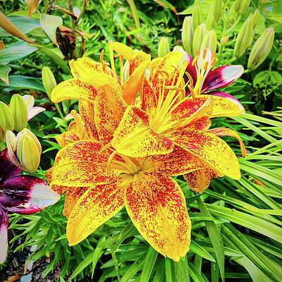Oriental Lily in Nancy's Garden by Bill Swartwout Oriental Lily in Nancy's Garden by Bill Swartwout