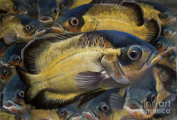 Oscar Fish Art for Sale - Fine Art America