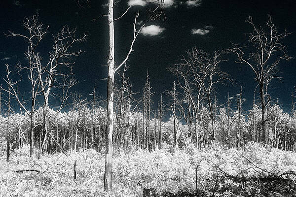 Oscoda Trees by Jeffrey Holbrook Oscoda Trees by Jeffrey Holbrook