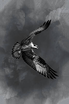 Wall Art - Photograph - Osprey 4C by Sally Fuller