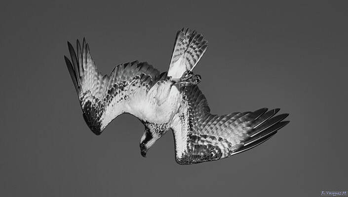 Wall Art - Photograph - Osprey Deep Dive by Rene Vasquez
