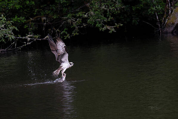 Wall Art - Photograph - Osprey Fish Grab by Bill Posner