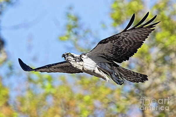 Osprey Flight 2020 by Deborah Benoit Osprey Flight 2020 by Deborah Benoit