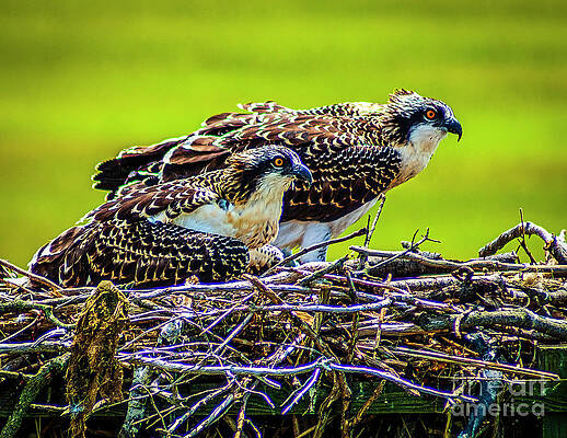 Osprey on the Lookoot by Nick Zelinsky Jr Osprey on the Lookoot by Nick Zelinsky Jr