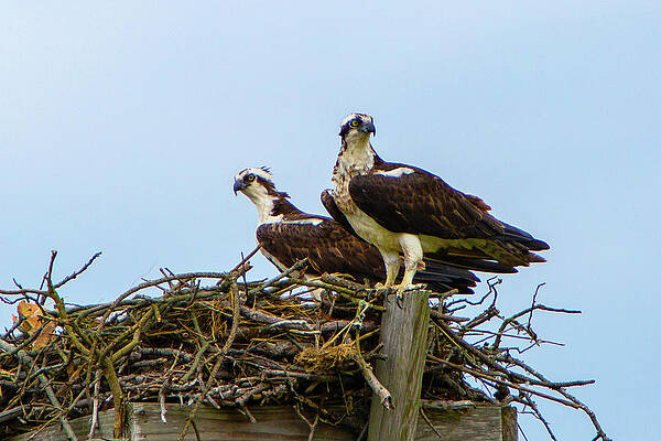 Osprey Pair in Nest by Amy Jackson Osprey Pair in Nest by Amy Jackson