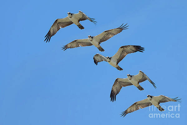 Wall Art - Photograph - Osprey, Pandion haliaetus, flight sequence by Tony Mills