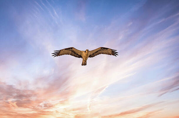 Wall Art - Photograph - Osprey Skies by Bill Posner
