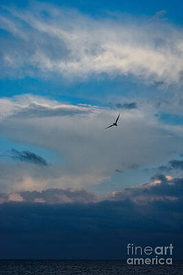 Osprey Soaring Through the Clouds 2 by Jacqueline Bergeron Osprey Soaring Through the Clouds 2 by Jacqueline Bergeron