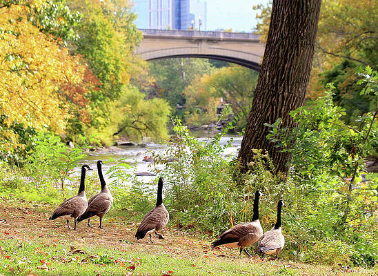 Wall Art - Photograph - Out For A Stroll by Trina Ansel