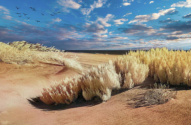 Outer Banks Beach Ocean Dunes and Oats by Dan Carmichael Outer Banks Beach Ocean Dunes and Oats by Dan Carmichael