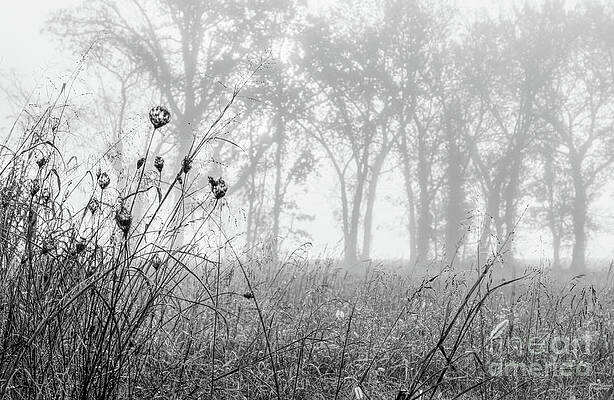 Overgrown Field Foggy Morning Grayscale by Jennifer White Overgrown Field Foggy Morning Grayscale by Jennifer White