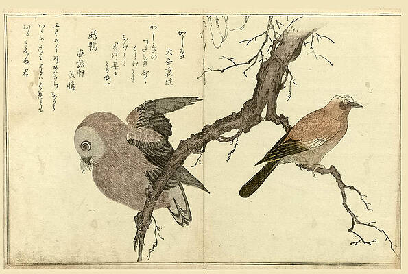 Wall Art - Drawing - Owl and jay on tree branch by Kitagawa Utamaro