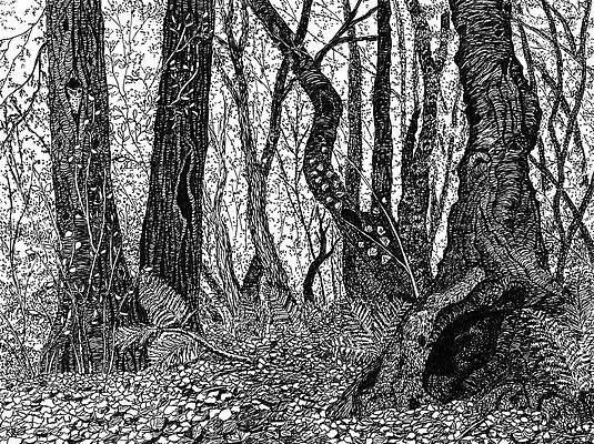 Wall Art - Drawing - Owl in a Woodland Tree Hollow by Laura Iverson