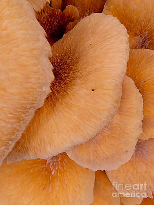 Oysters, Mushrooms by SCOTT S BAKER Oysters, Mushrooms by SCOTT S BAKER