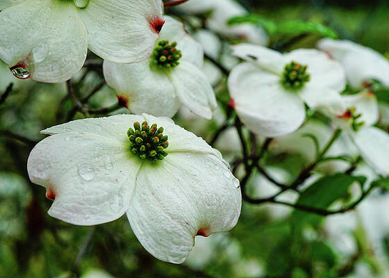 Wall Art - Photograph - Pacific Dogwood Three Rivers by Brett Harvey