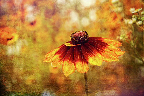 Wall Art - Photograph - Painted Beauty by Dodie Ross