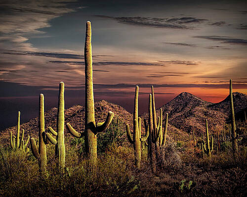 Wall Art - Photograph - Painted Sky over Saguaro Cactuses in Saguaro National Park by Randall Nyhof