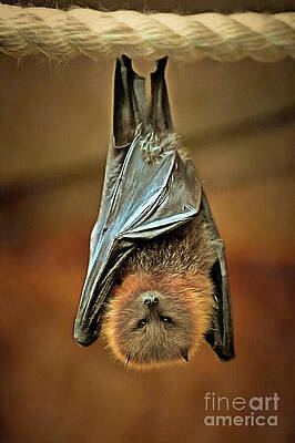 Painting of a Rodrigues fruit bat by George Atsametakis Painting of a Rodrigues fruit bat by George Atsametakis
