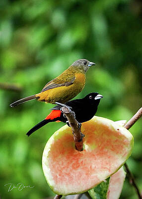 Pair of Scarlet-rumped Tanagers by Dee Omer