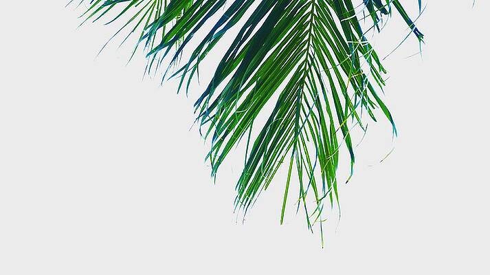 Palm leaf by Faa shie Palm leaf by Faa shie