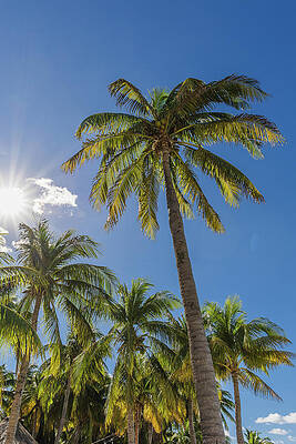 Wall Art - Photograph - Palm tree beaches by Nova Rae