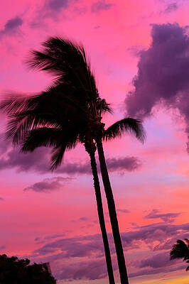 Palm Tree on Maui at Sunset by Susan R Wacker-Donle SRWDesign Studio