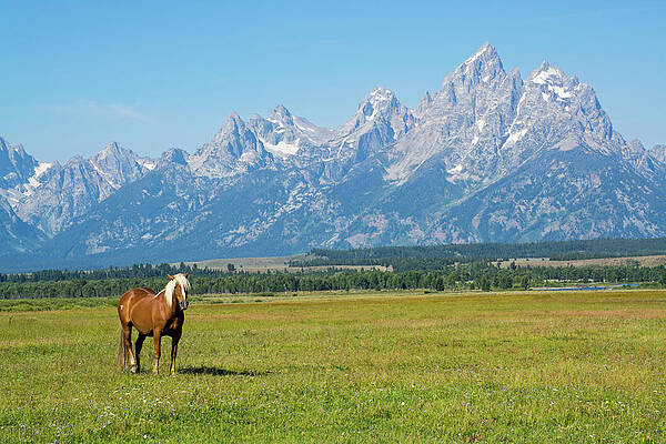 Palomino in Grand Teton National Park by Bruce Gourley Palomino in Grand Teton National Park by Bruce Gourley
