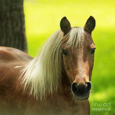 Palomino pose by Kelley Burnes Palomino pose by Kelley Burnes