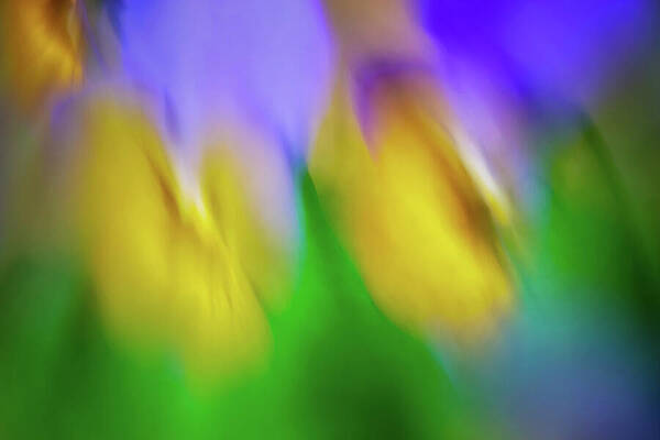 Wall Art featuring the photograph Pansy 1 by Ursula Abresch