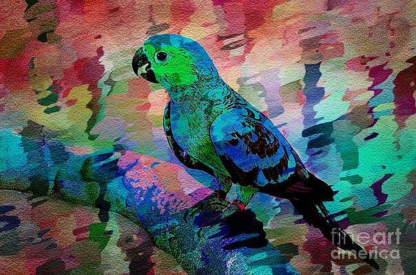 Parakeet of Color by Ian Gledhill Parakeet of Color by Ian Gledhill