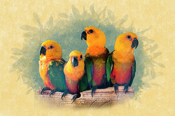 Parakeet Sun Conures - Four Friends by Patti Deters Parakeet Sun Conures - Four Friends by Patti Deters