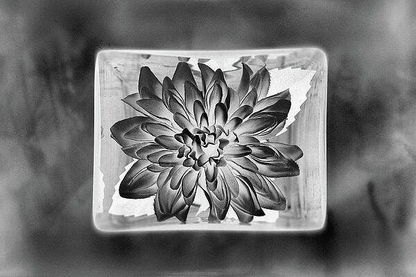 Parallel botany #8405 by Andrey Godyaykin Parallel botany #8405 by Andrey Godyaykin