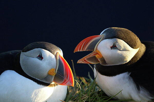 Puffin Photograph - Parent Conference by Christopher Mathews