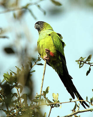 Parrot On a Stick by Karl Ford Parrot On a Stick by Karl Ford