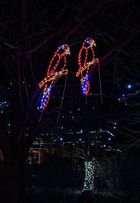 Parrots Lights by Steven Ralser Parrots Lights by Steven Ralser