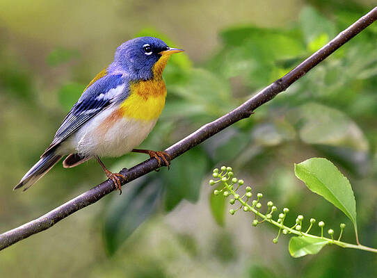 Wall Art - Photograph - Parula Perch by Art Cole