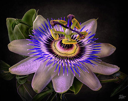 Passion Flower In Detail by Endre Balogh Passion Flower In Detail by Endre Balogh
