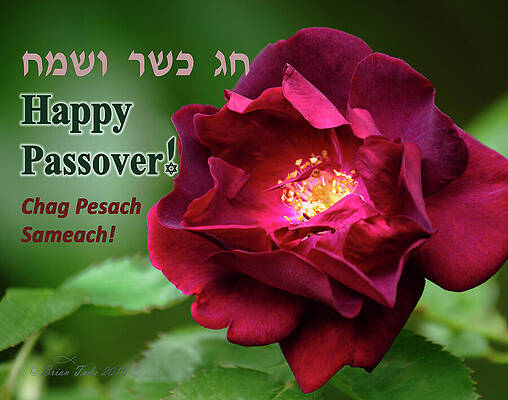 Passover Rose by Brian Tada Passover Rose by Brian Tada