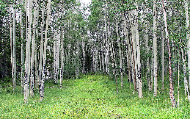 Path in the Woods by Shirley Dutchkowski Path in the Woods by Shirley Dutchkowski