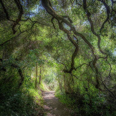 Wall Art - Photograph - Pathway near Phoenix Lake by Donald Kinney