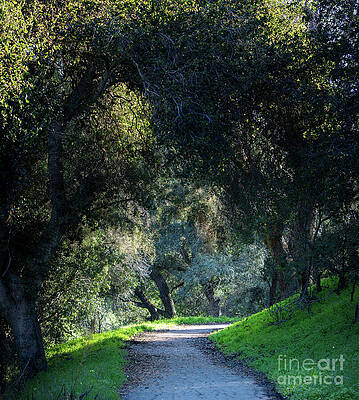 Wall Art - Photograph - Pathway through the Forest by Helo Art