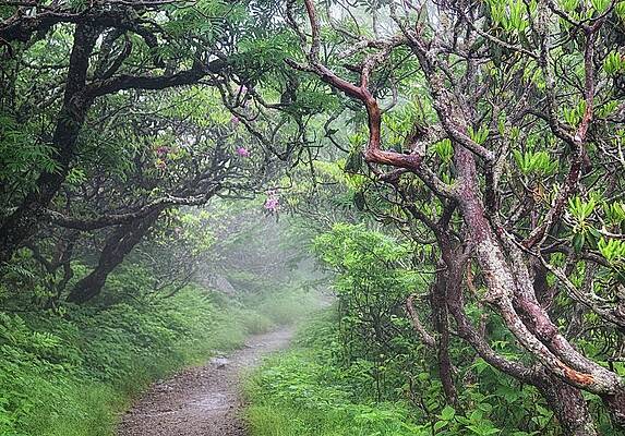 Pathway to Wonderland by Blaine Owens Pathway to Wonderland by Blaine Owens