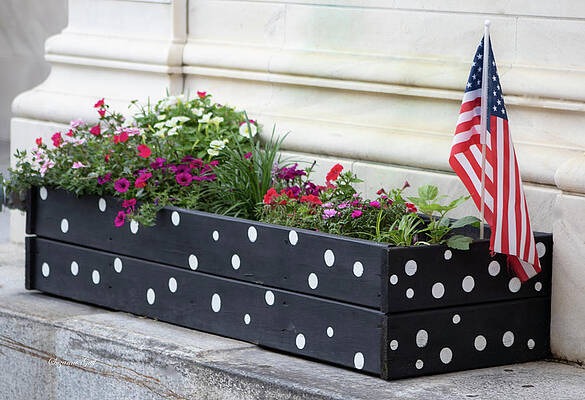 Patriotic Polka Dots by Suzanne Gaff Patriotic Polka Dots by Suzanne Gaff