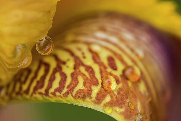 Patterns and Rain Drops by Robert Potts Patterns and Rain Drops by Robert Potts