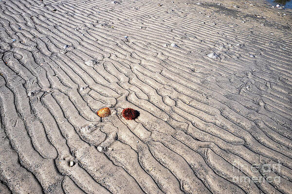 Patterns On The Beach, Tide Ripples by Felix Lai Patterns On The Beach, Tide Ripples by Felix Lai