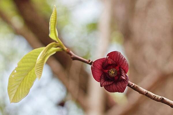 Pawpaw Flower by Paul Rebmann Pawpaw Flower by Paul Rebmann