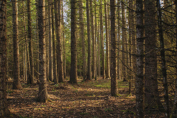 Peaceful Forest by Dan Eskelson Peaceful Forest by Dan Eskelson